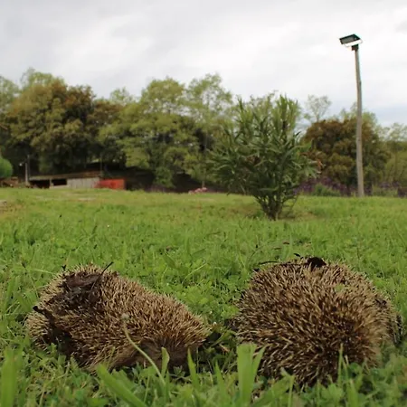 Quinta Da Devesa B1 * Vinhais